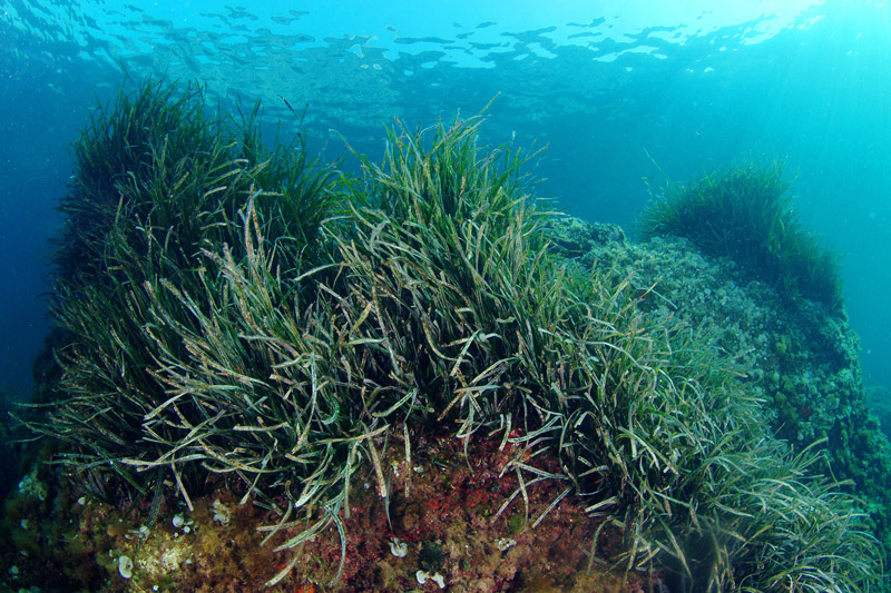 Seconda lezione: la prateria a Posidonia oceanica